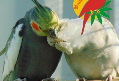 Balatoni Madárkert - díszmadár és kisállatpark