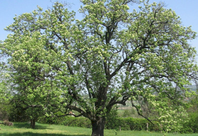 The 300 years old Service tree